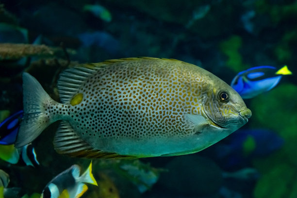 rabbitfish