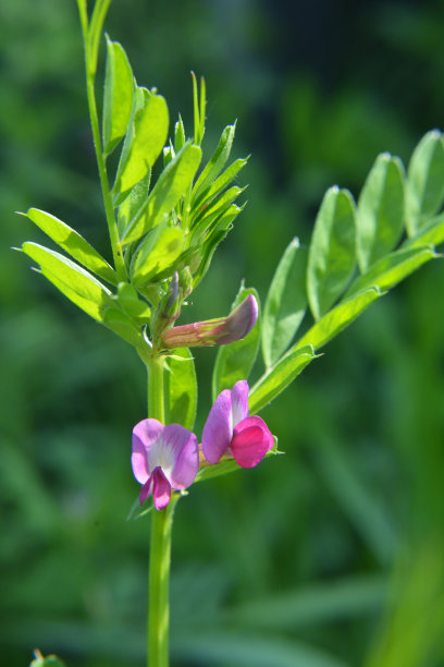 legume