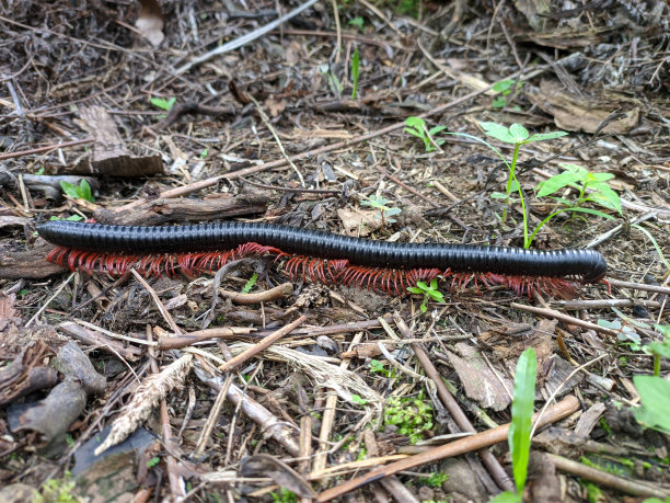millipede