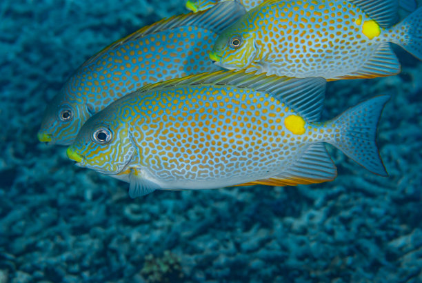 rabbitfish