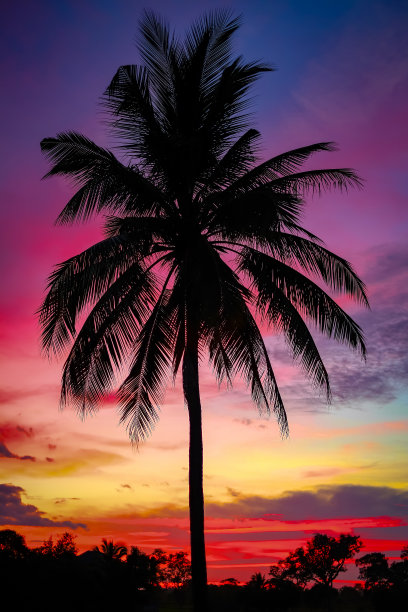 热带树,棕榈树,日落时分