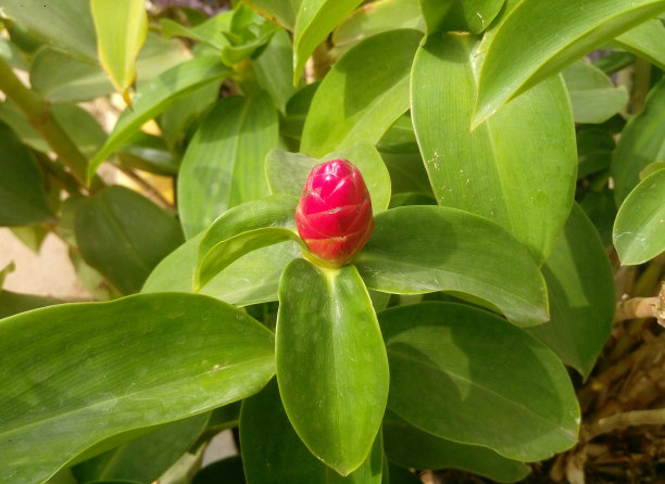 costus