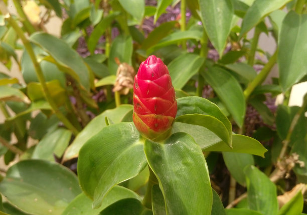 costus