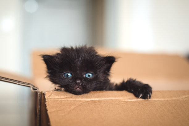 礼盒中的黑猫