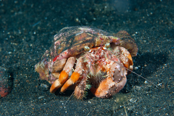 crustacean