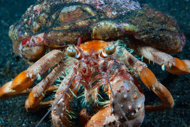 crustacean