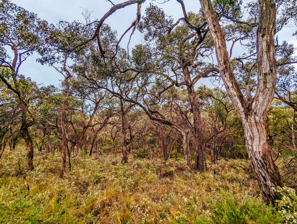 anglesea