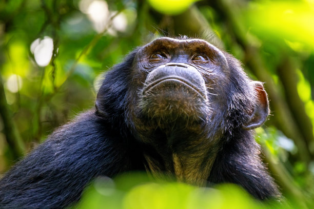 ape