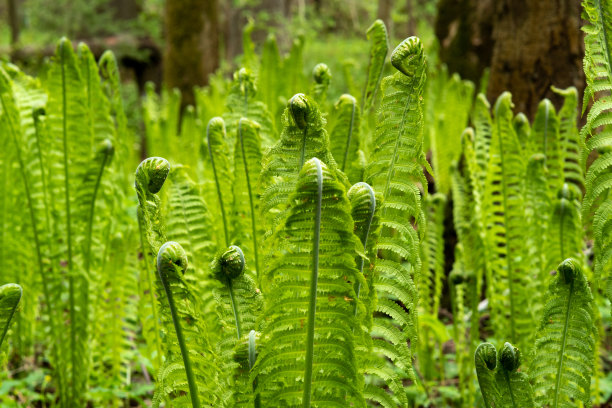 fiddlehead