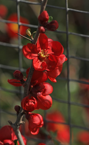 chaenomeles