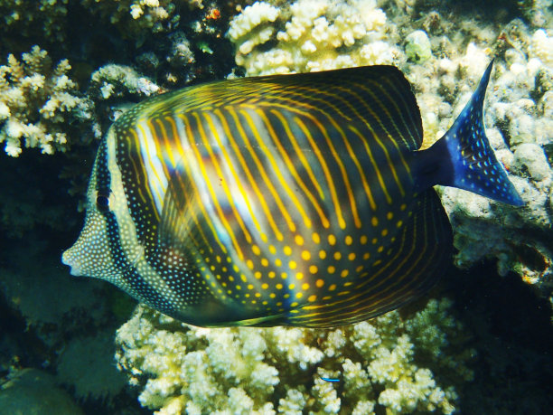 zebrasoma