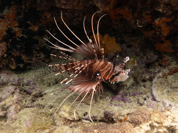 lionfish