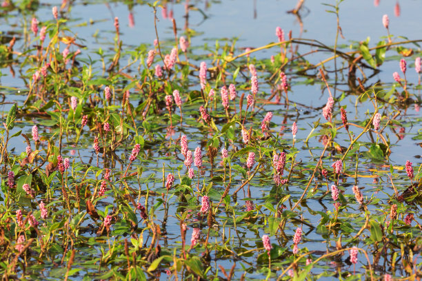 polygonum