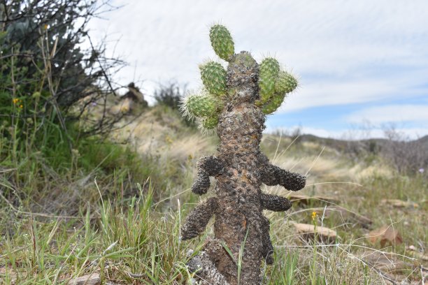 cholla