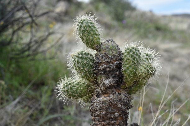 cholla