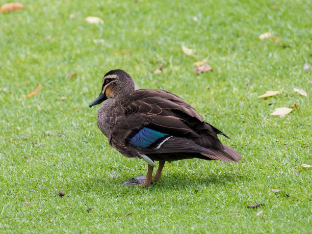teal