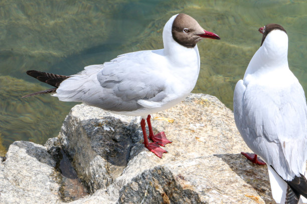 青海湖边的红嘴鸥