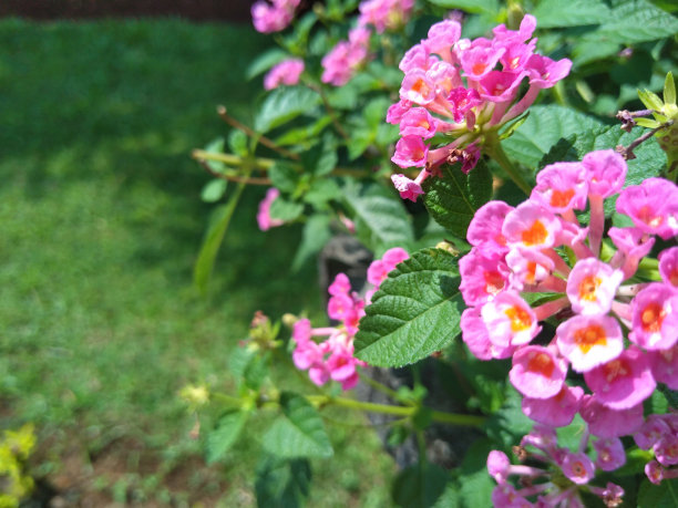 lantana