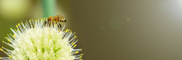蜂花粉广告