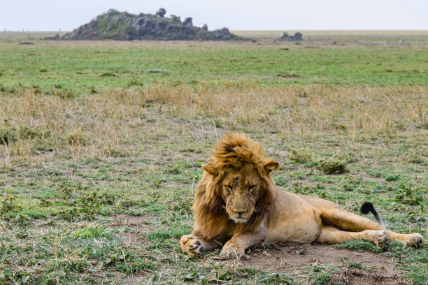 serengeti