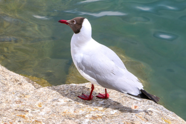 青海湖边的红嘴鸥