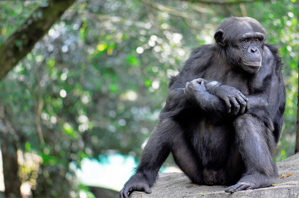 ape