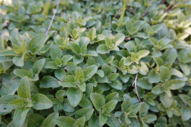 oregano