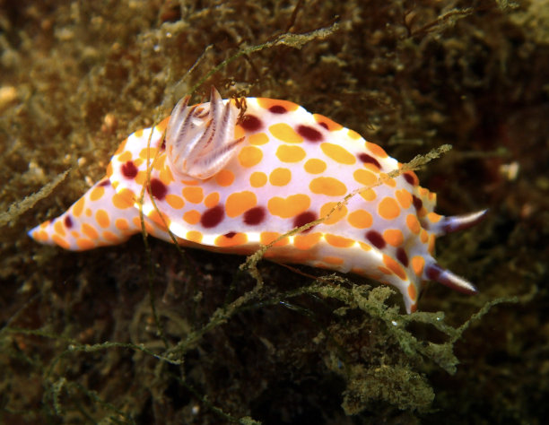 mollusk