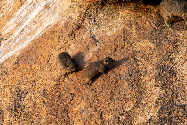 hyracoidea