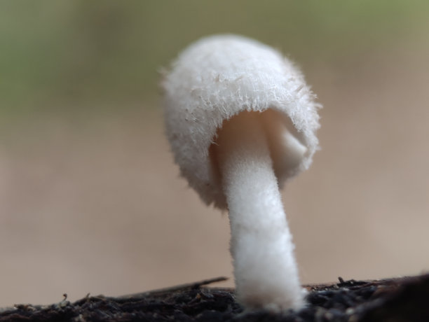 coprinus