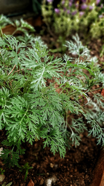 wormwood