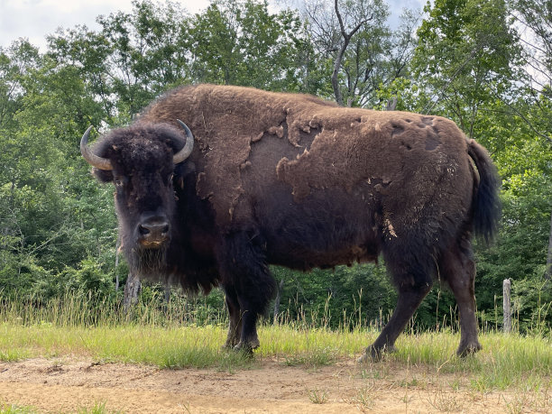 bison