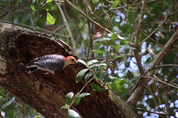 perched