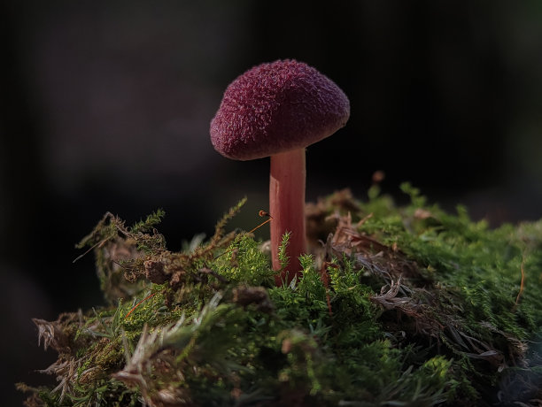 gills