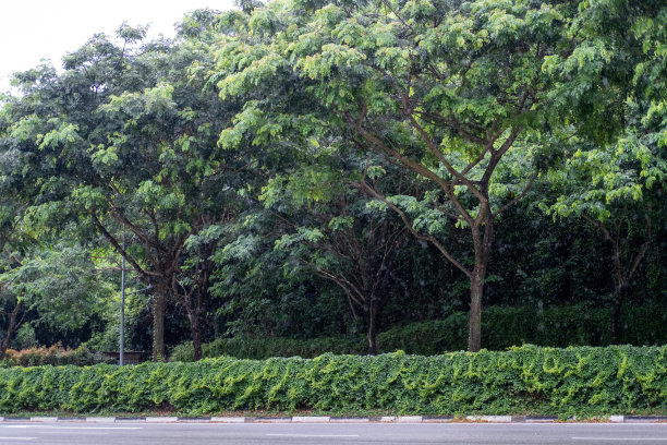新加坡雨树