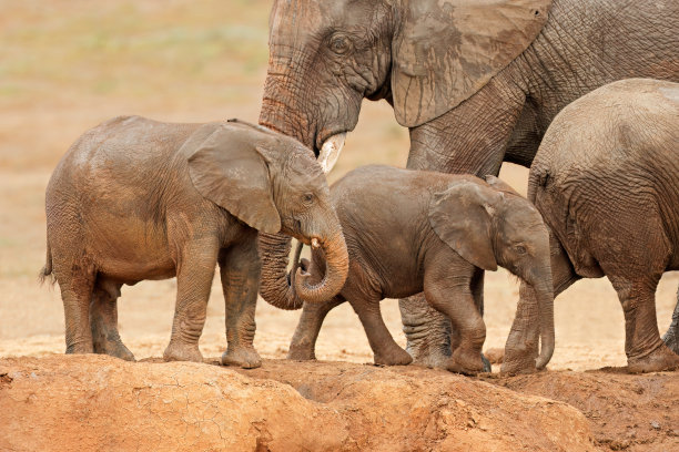 pachyderm