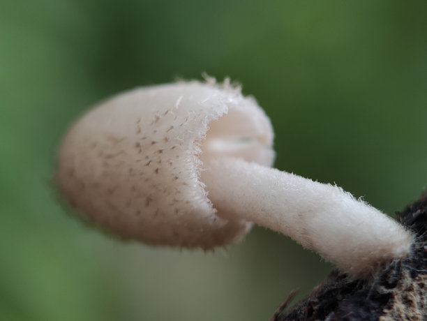 coprinus