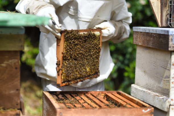 beekeeper