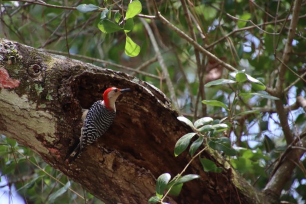 perched