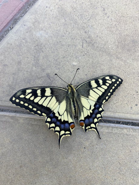 danaus