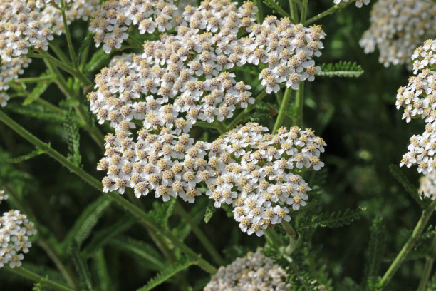 achillea