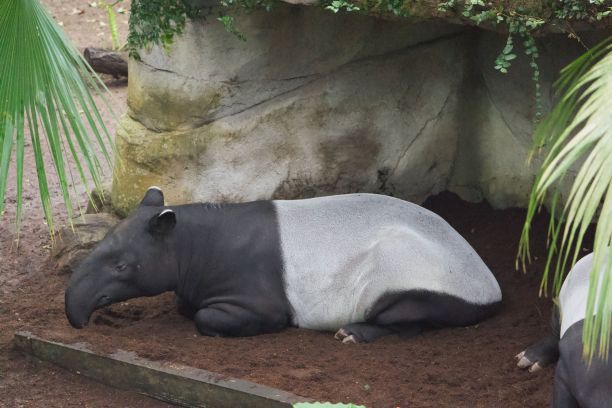 tapir