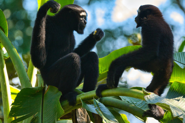 ape
