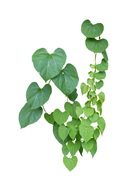vitis