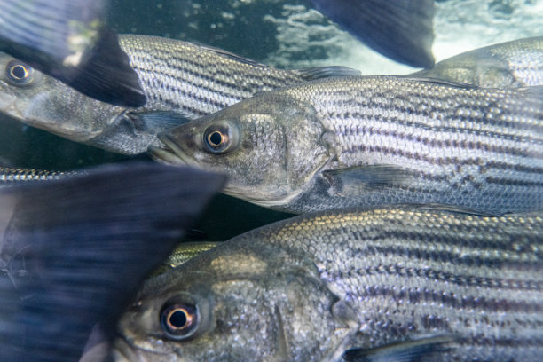 bass
