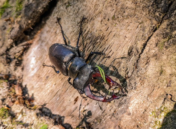 lucanus