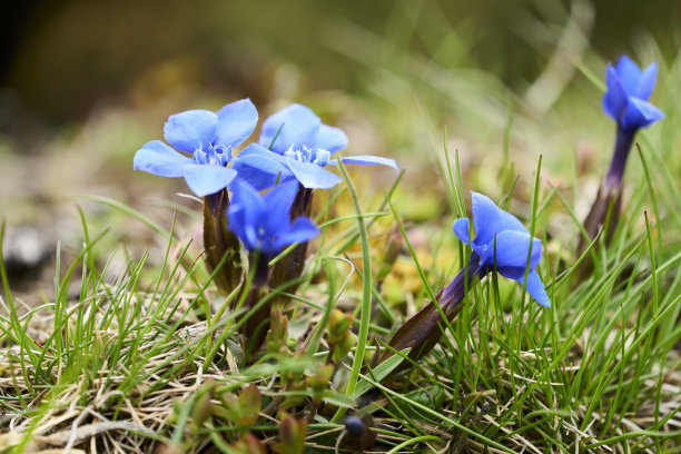 gentian