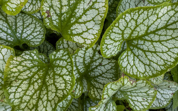 brunnera