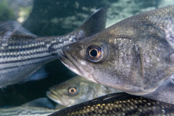 rockfish