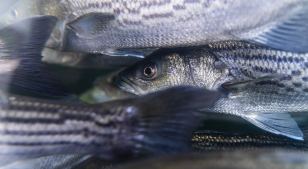 bass